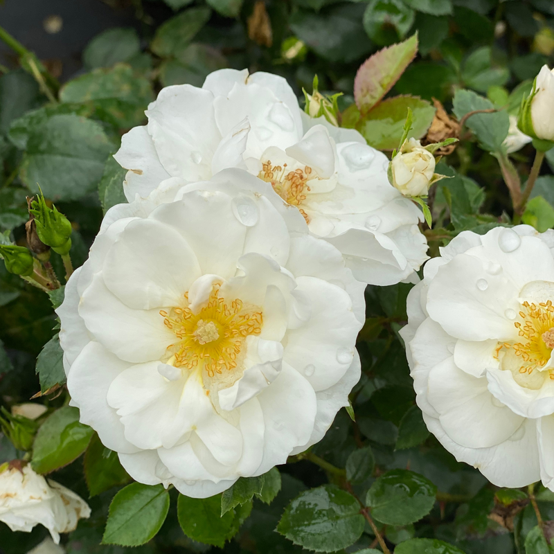 Landscape Rose - OSO EASY ICE BAY