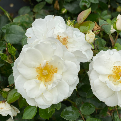 Landscape Rose - OSO EASY ICE BAY