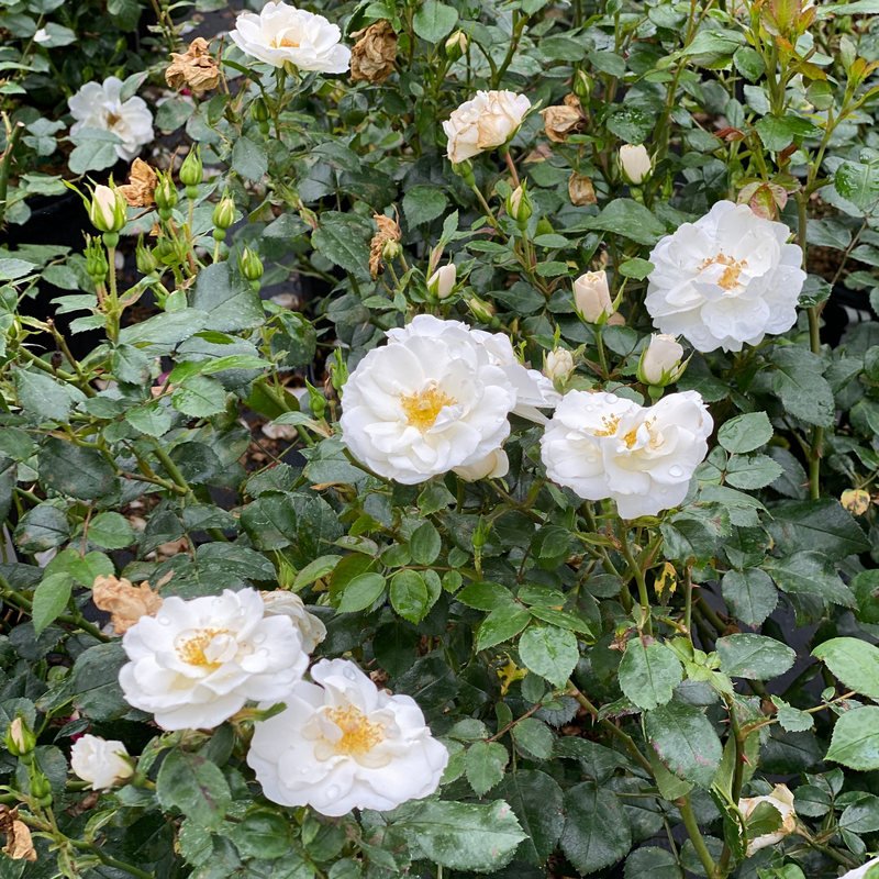 Landscape Rose - OSO EASY ICE BAY