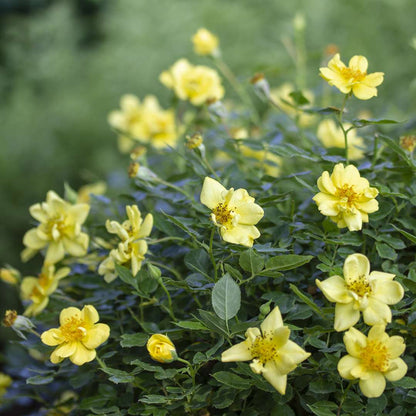 Rose - OSO EASY LEMON ZEST