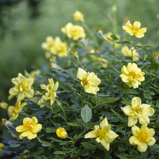 Rose - OSO EASY LEMON ZEST