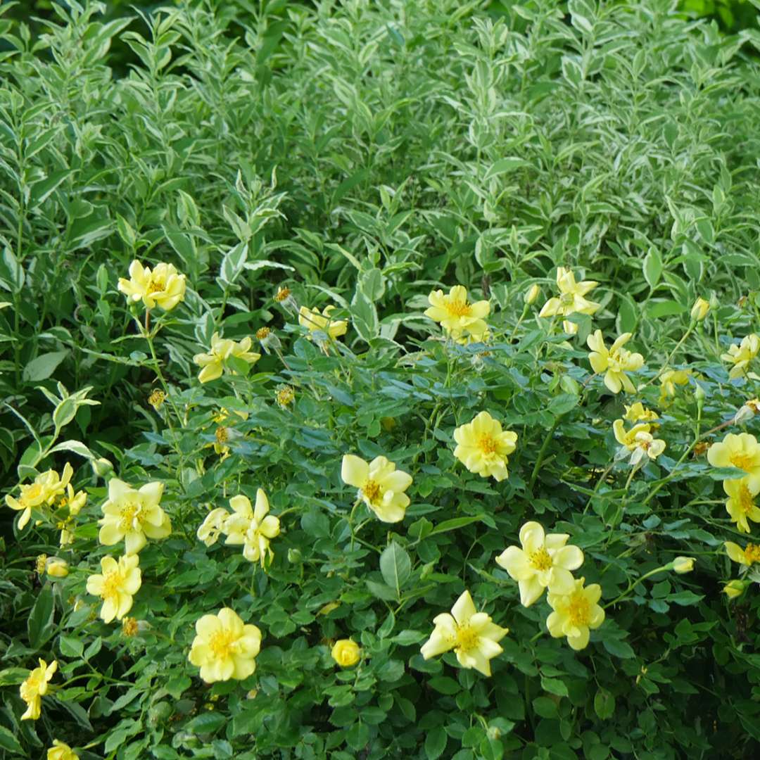 Rose - OSO EASY LEMON ZEST