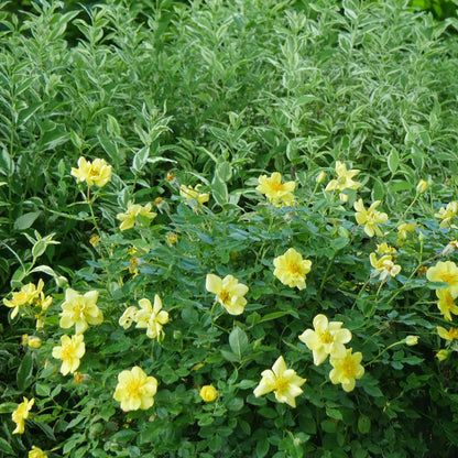 Rose - OSO EASY LEMON ZEST