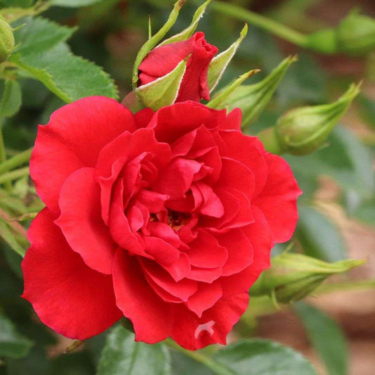 Landscape Rose - OSO EASY PATHFINDER RED