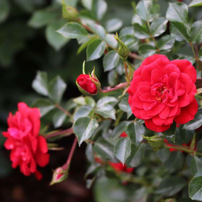 Landscape Rose - OSO EASY PATHFINDER RED