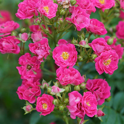Rose - OSO EASY PEASY