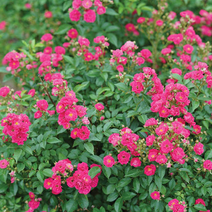 Rose - OSO EASY PEASY