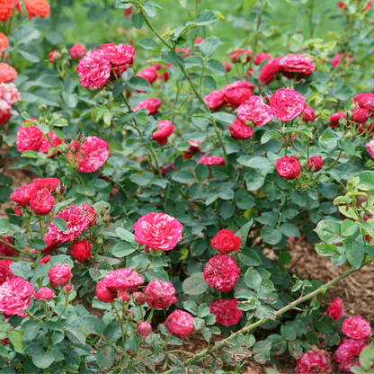 Landscape rose - OSO EASY RED STRIPE