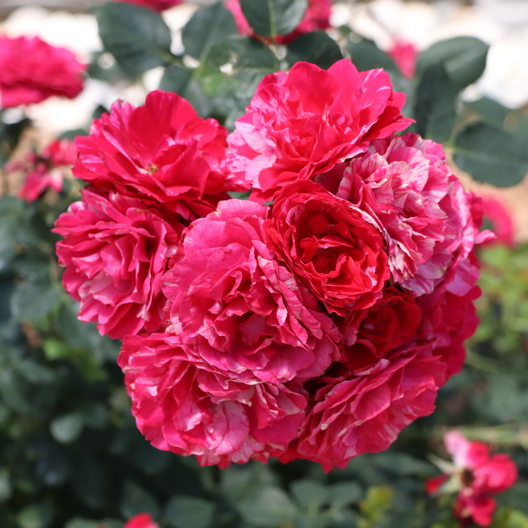 Landscape rose - OSO EASY RED STRIPE