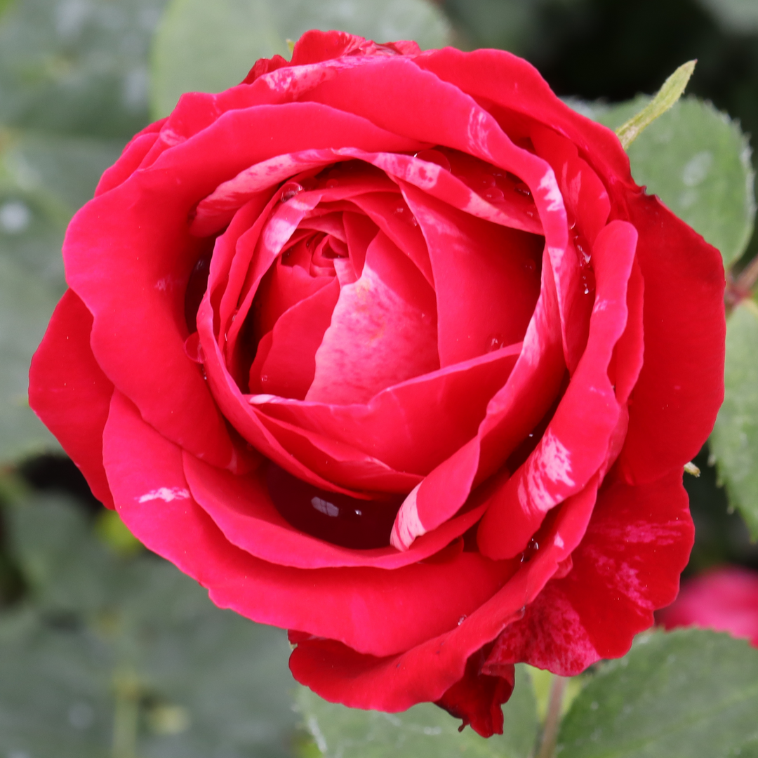 Landscape rose - OSO EASY RED STRIPE