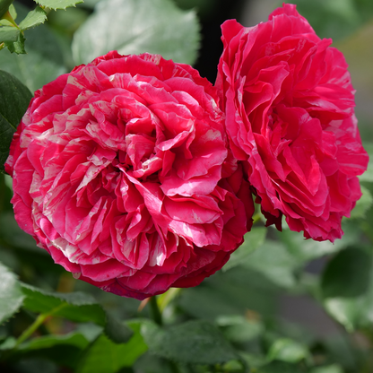 Landscape rose - OSO EASY RED STRIPE