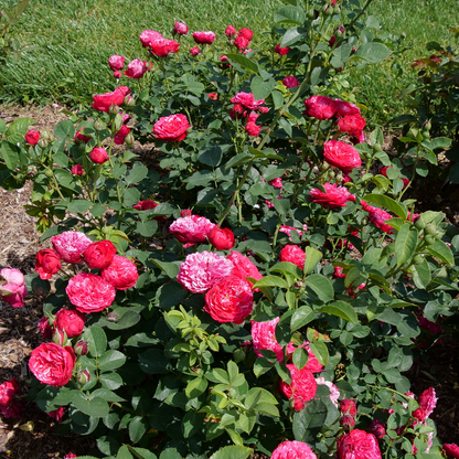 Landscape rose - OSO EASY RED STRIPE