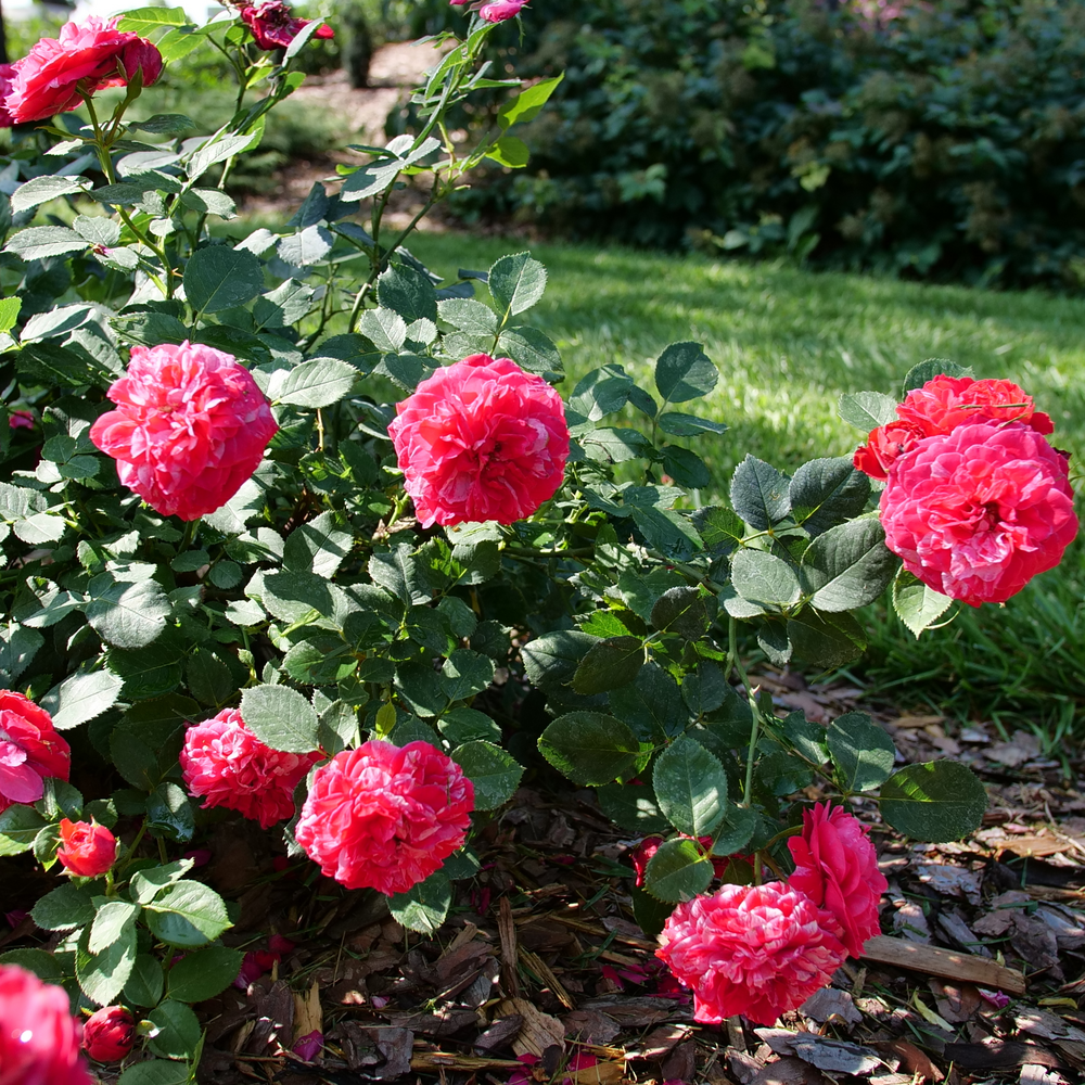 Landscape rose - OSO EASY RED STRIPE