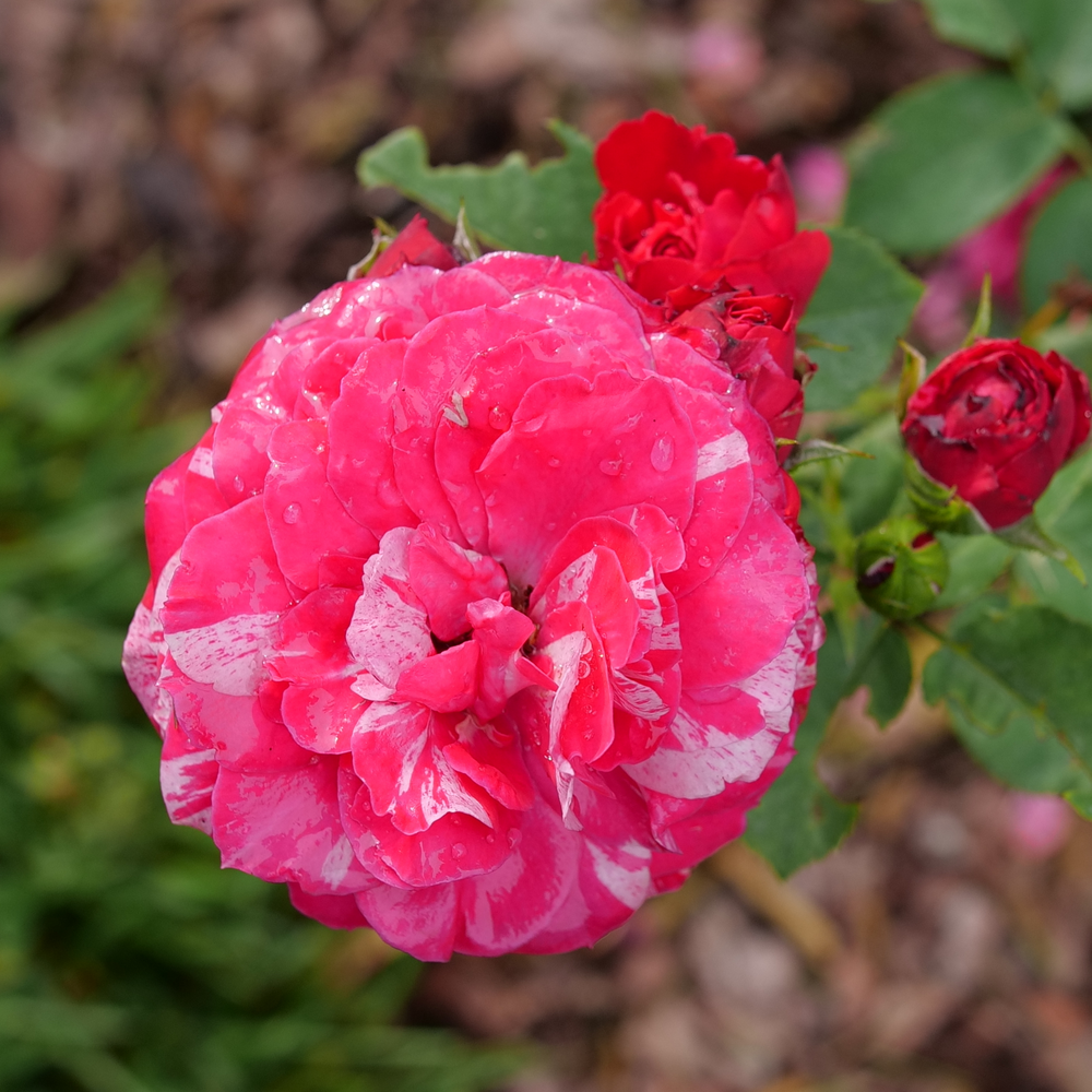 Landscape rose - OSO EASY RED STRIPE