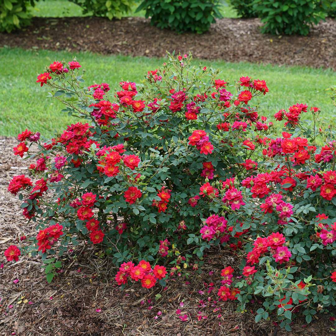Rose - OSO EASY URBAN LEGEND