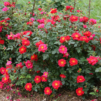 Rose - OSO EASY URBAN LEGEND