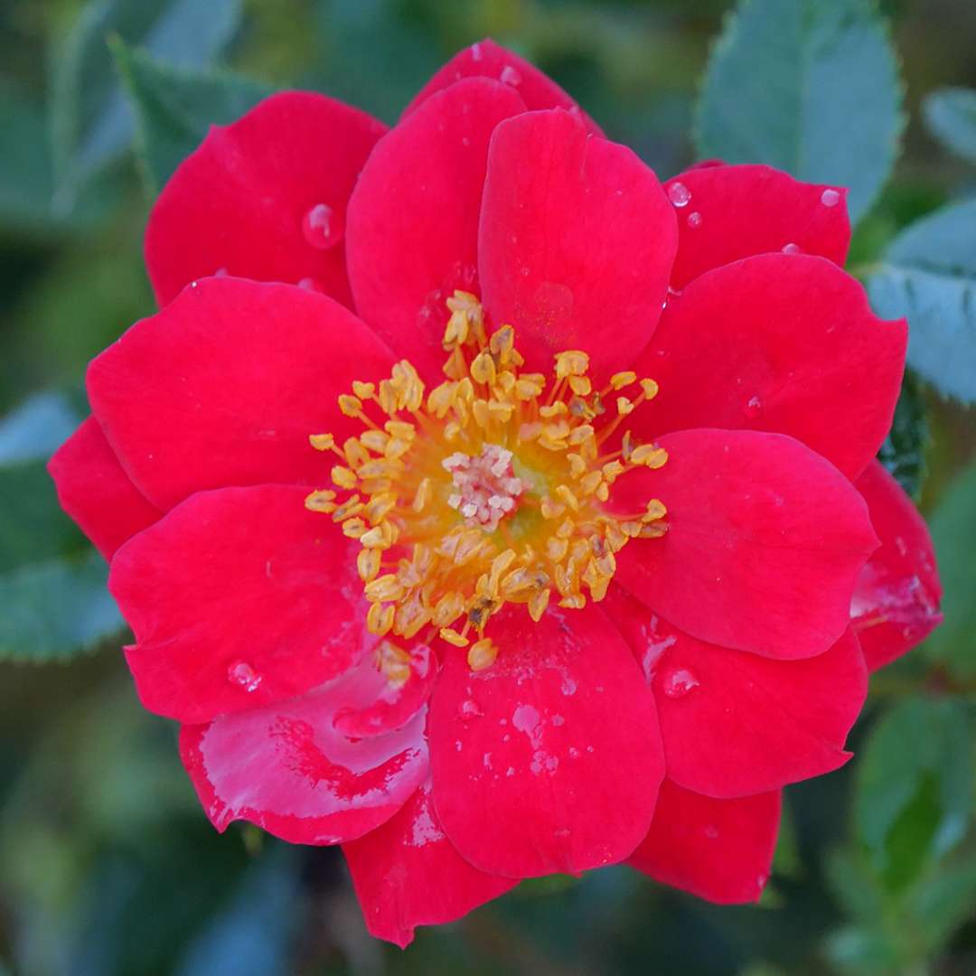 Rose - OSO EASY URBAN LEGEND