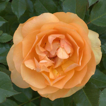 Garden Rose - REMINISCENT Ginger