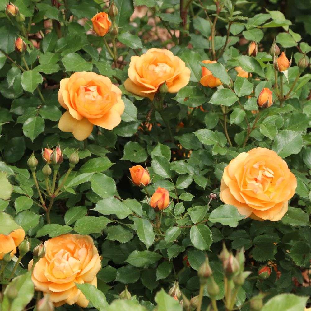 Garden Rose - REMINISCENT Ginger