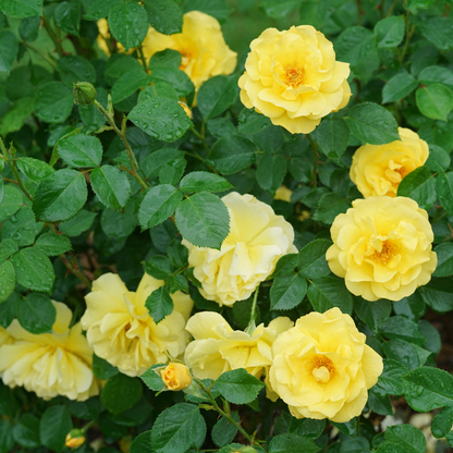 Rose - Proven Winners Reminiscent Yellow