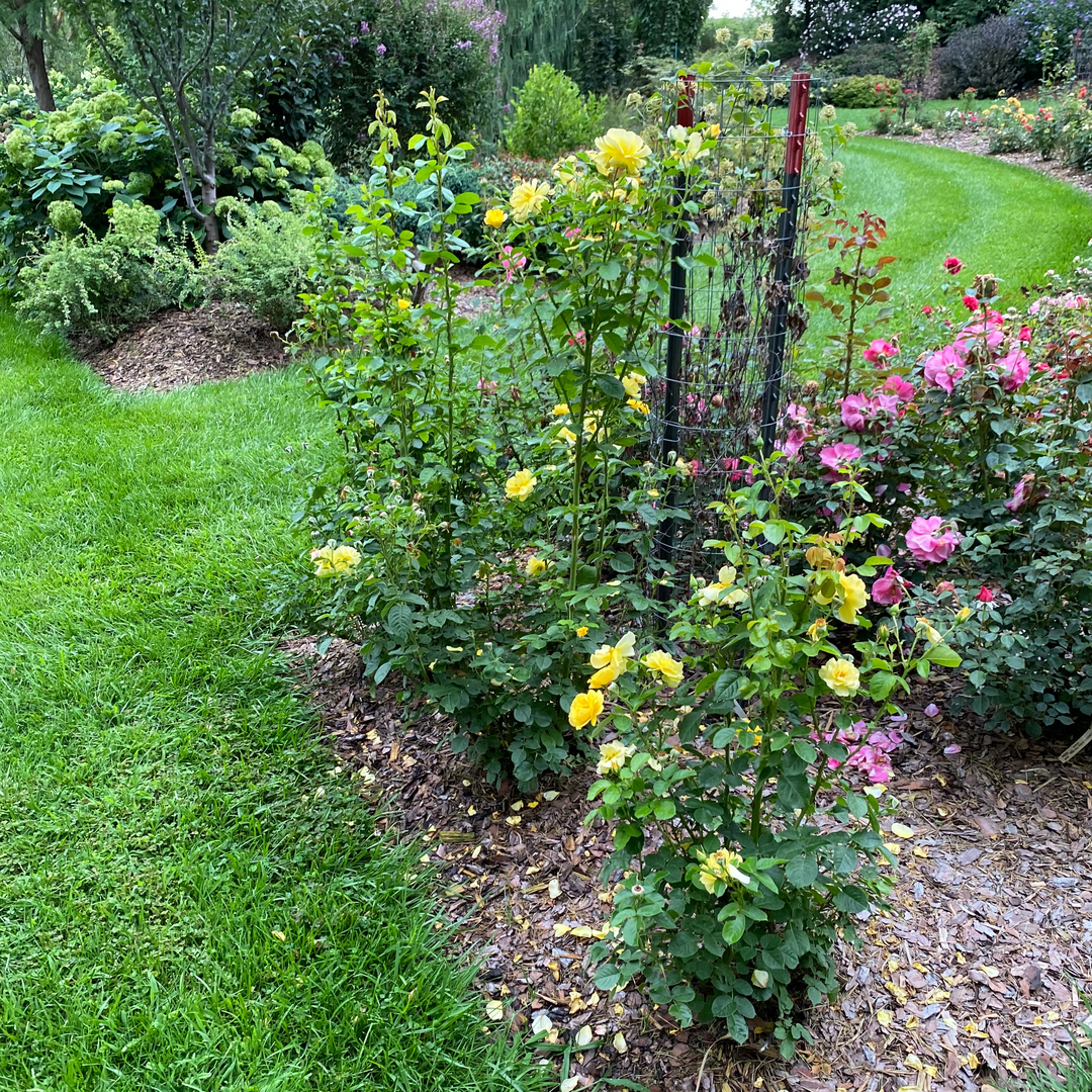 Rose - Proven Winners Reminiscent Yellow