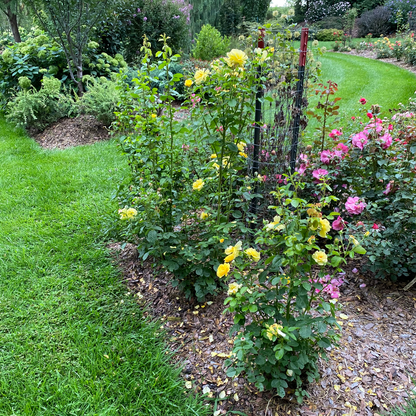 Rose - Proven Winners Reminiscent Yellow