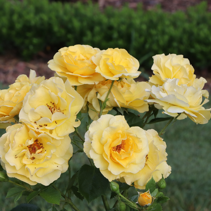 Rose - Proven Winners Reminiscent Yellow