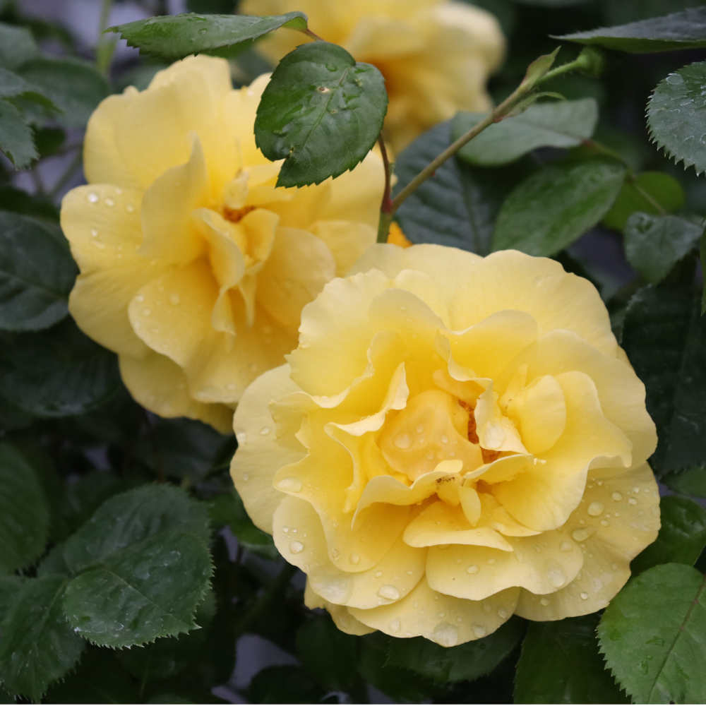 Rose - Proven Winners Reminiscent Yellow