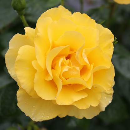 Rose - Proven Winners Reminiscent Yellow