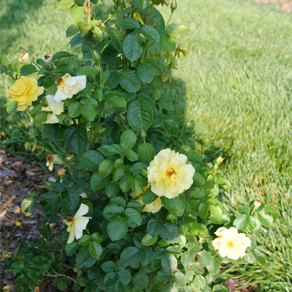 Rose - Proven Winners Reminiscent Yellow