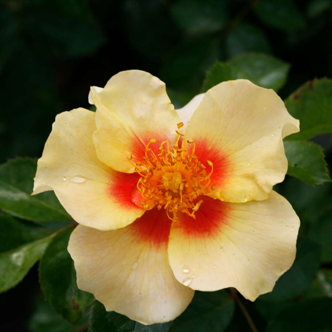 Rose - RINGO