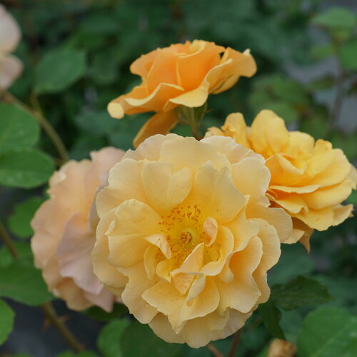 Rose - Proven Winners Rise Up Amberness