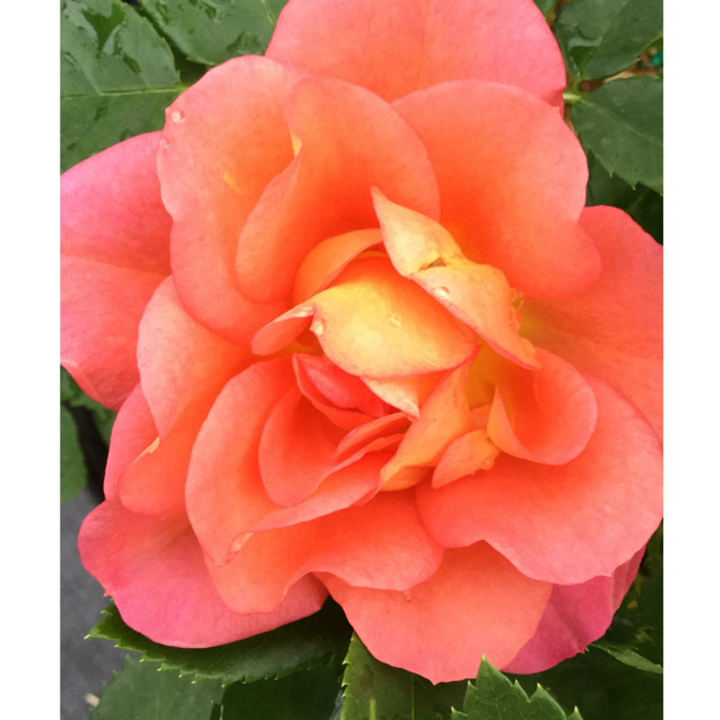 Climbing Rose - RISE UP EMBERAYS