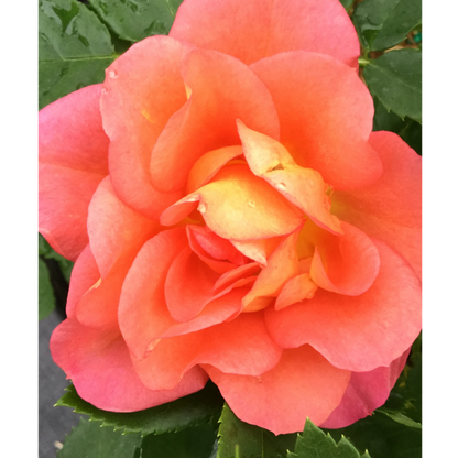 Climbing Rose - RISE UP EMBERAYS