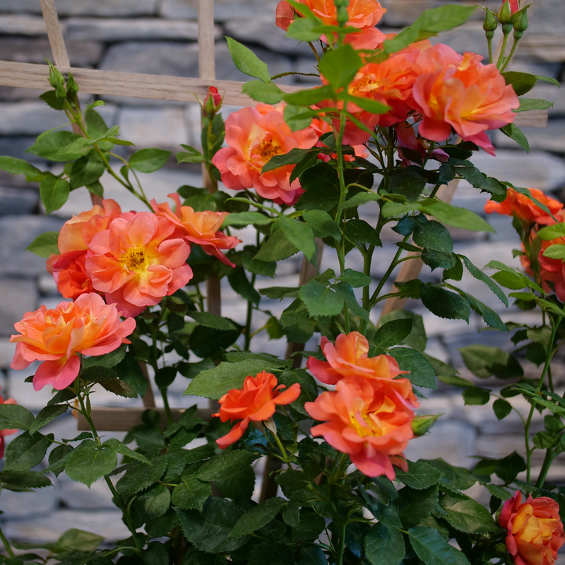 Climbing Rose - RISE UP EMBERAYS