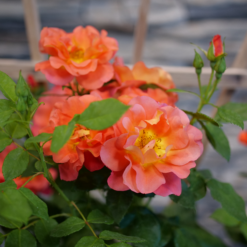 Climbing Rose - RISE UP EMBERAYS