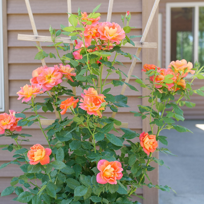 Climbing Rose - RISE UP EMBERAYS