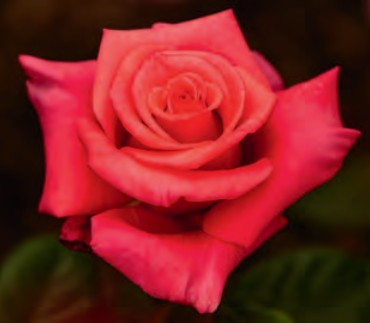 Rose - Ain't She Sweet