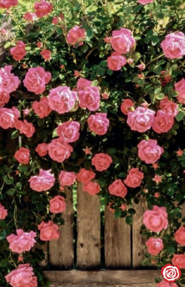 Rose - America