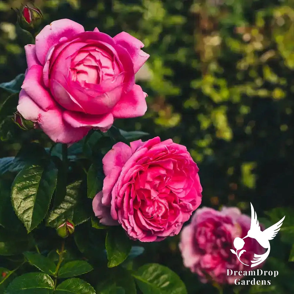 Rose - Anuschka — DreamDrop Gardens photo 1