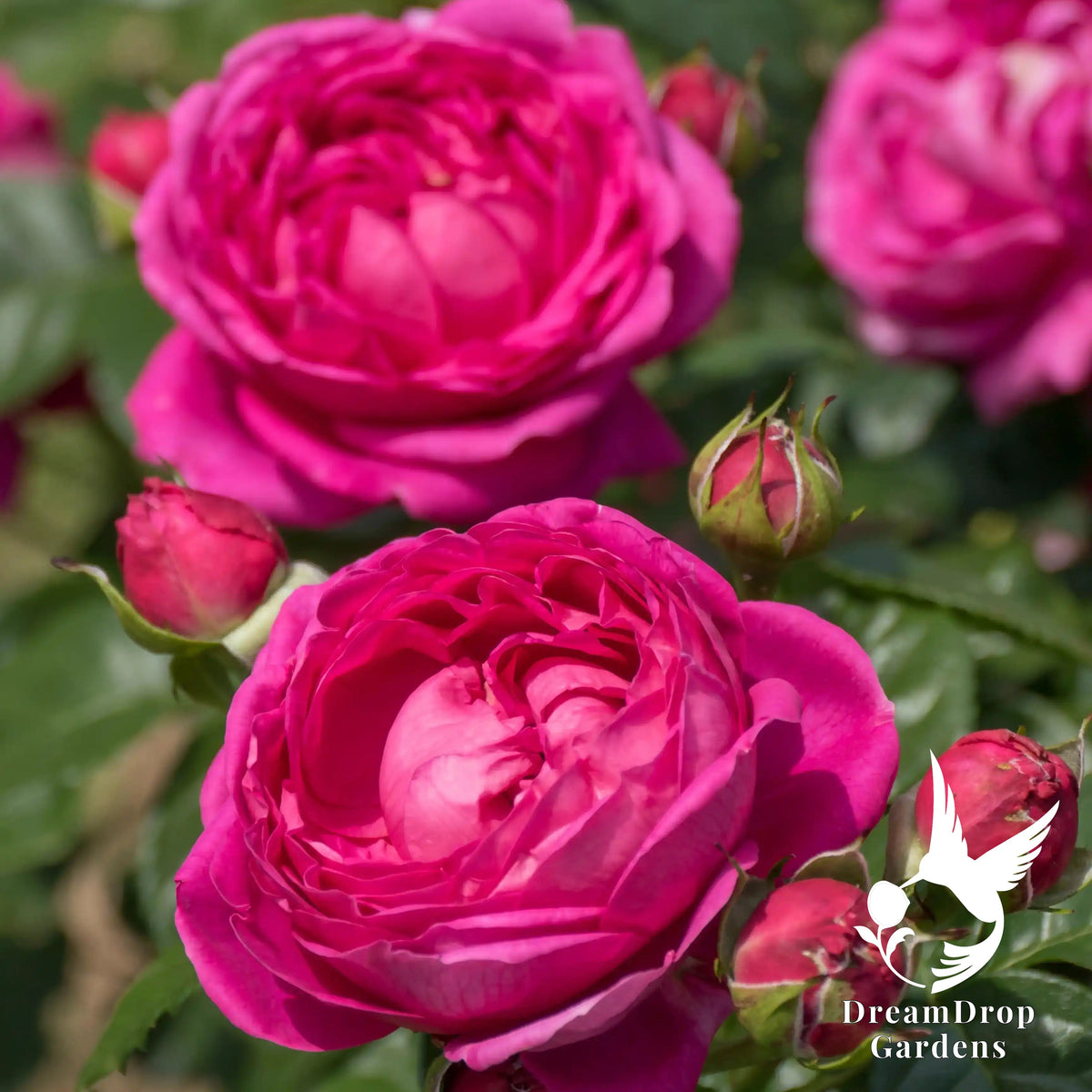 Rose - Anuschka — DreamDrop Gardens photo 2