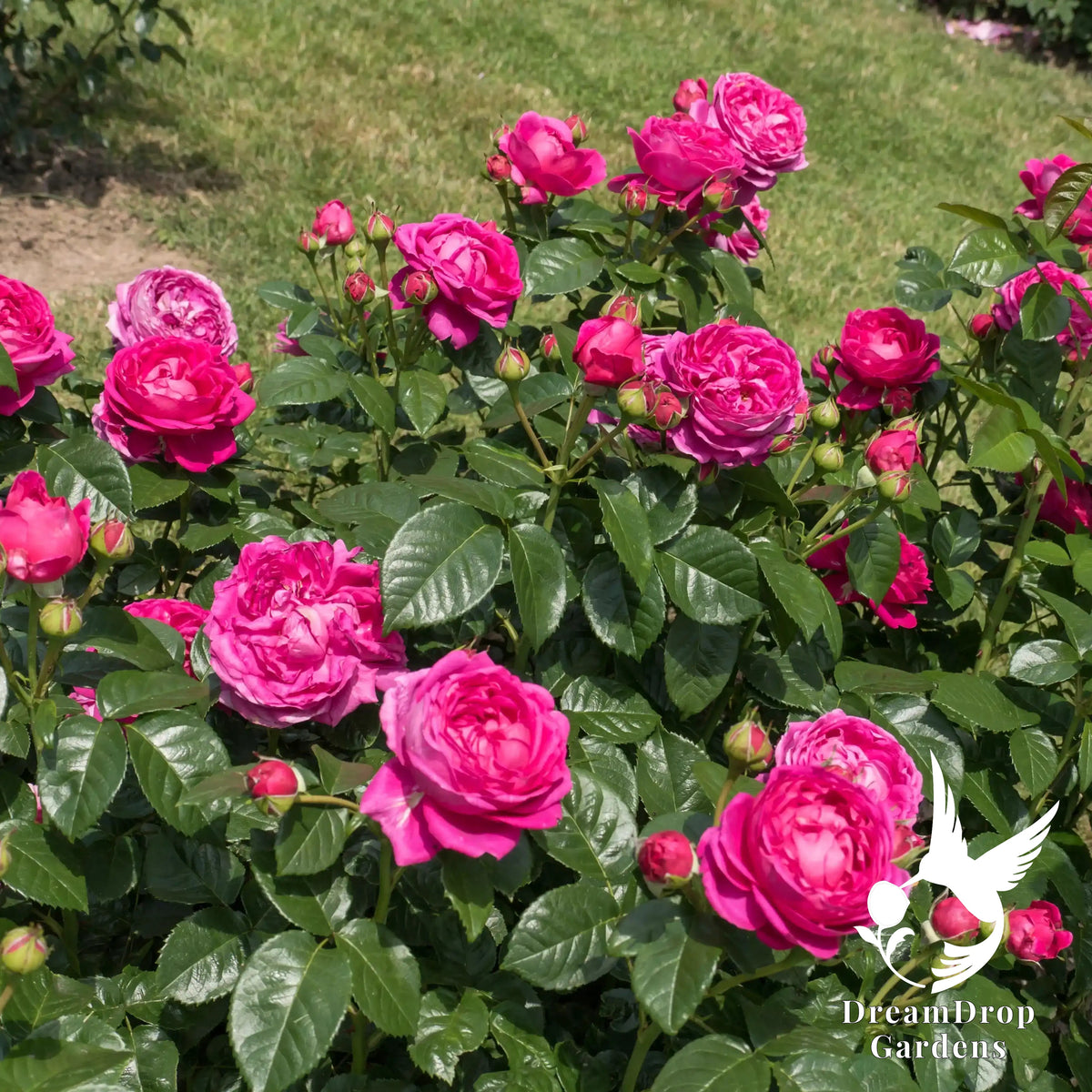 Rose - Anuschka — DreamDrop Gardens photo 3