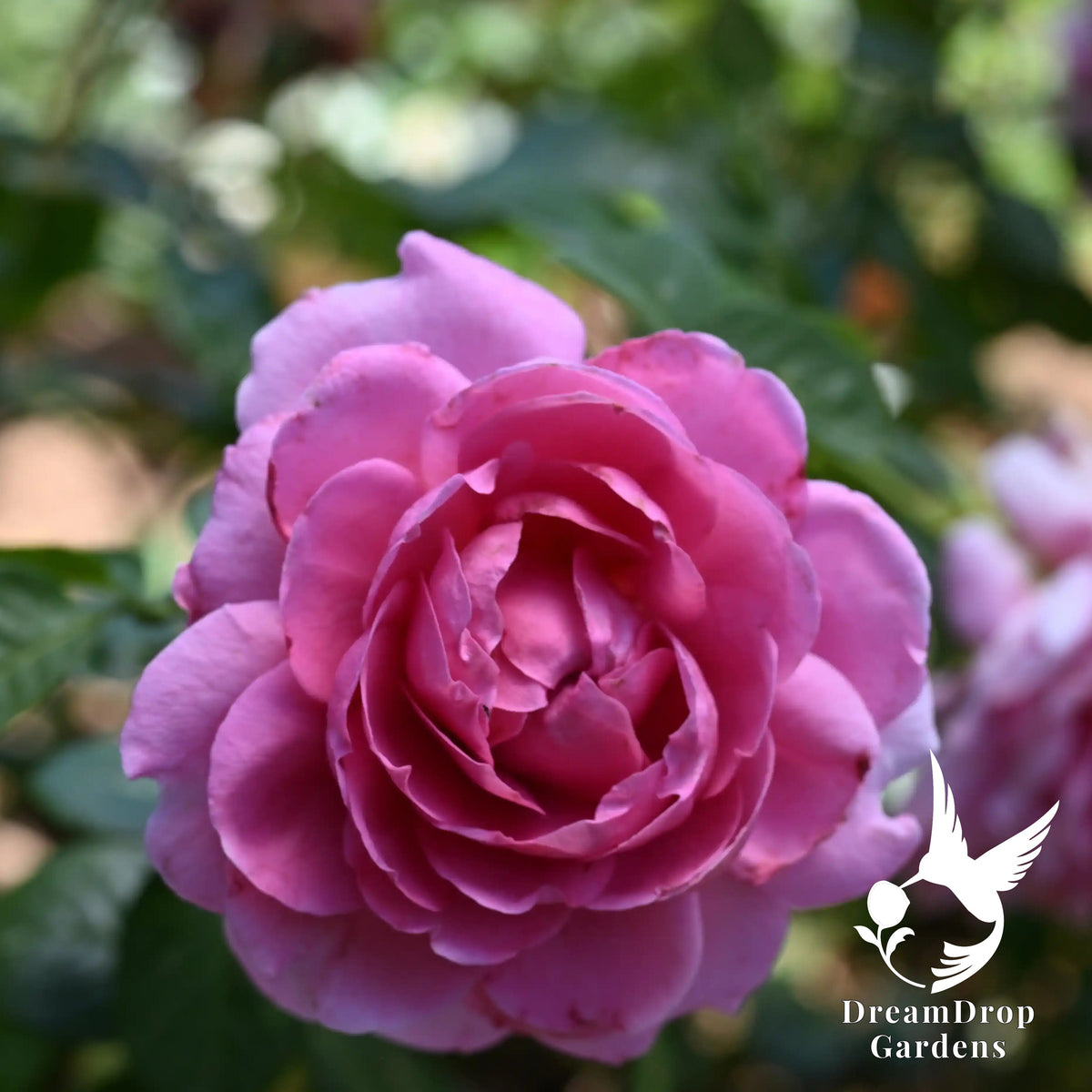 Rose - Anuschka — DreamDrop Gardens photo 4