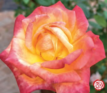 Rose - Arizona