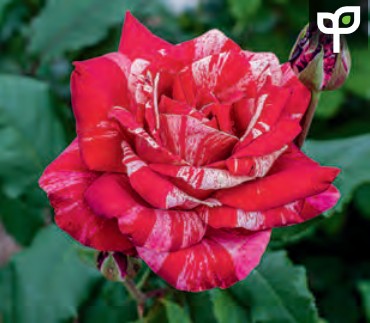 Rose - Avant Garde