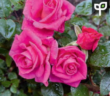 Rose - Barbra's Baby