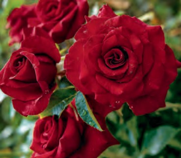 Rose - Black Magic