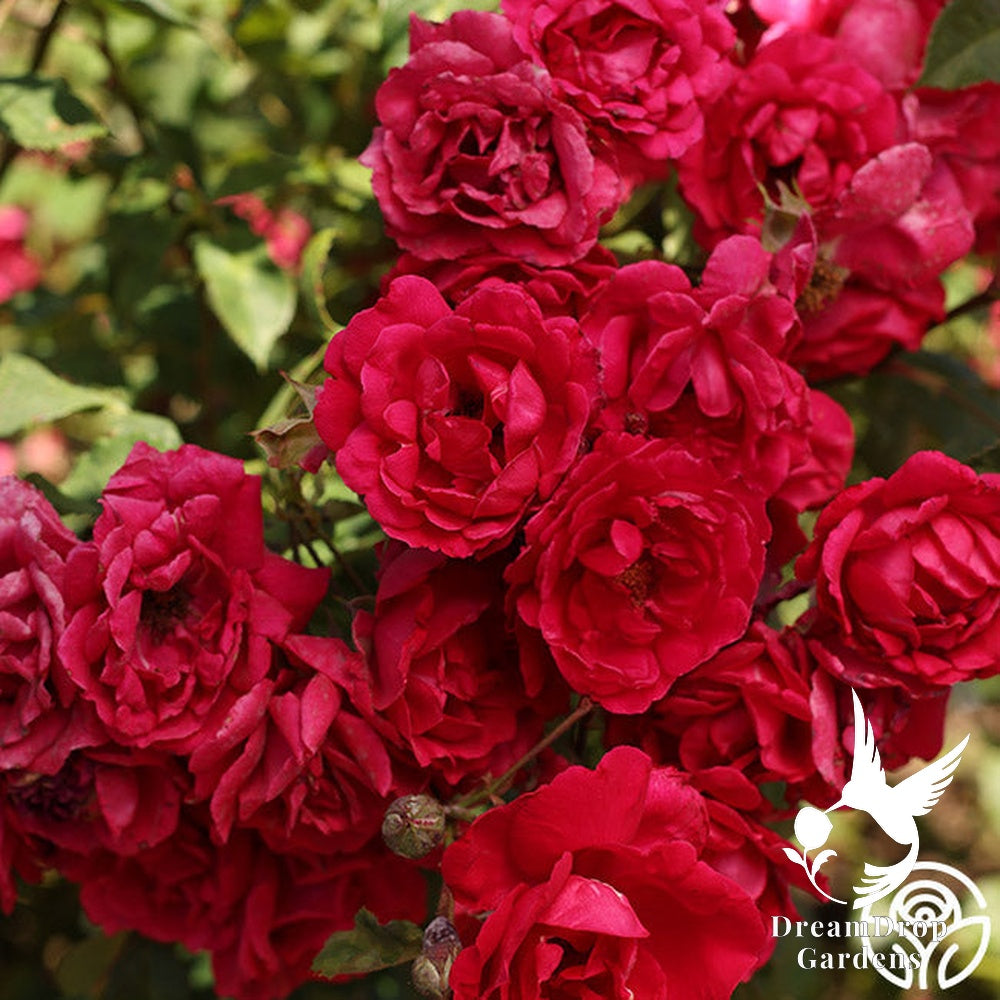 Rose - Blaze — DreamDrop Gardens photo 1