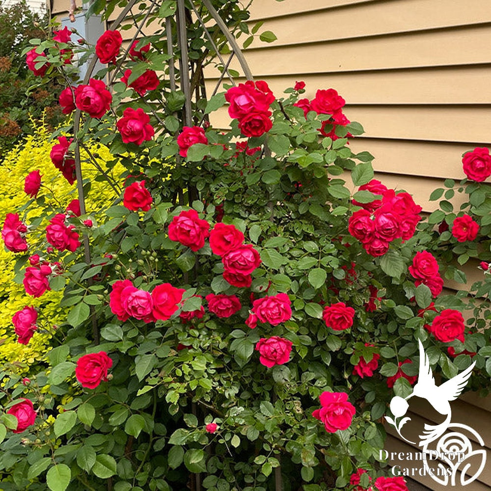 Rose - Blaze — DreamDrop Gardens photo 2