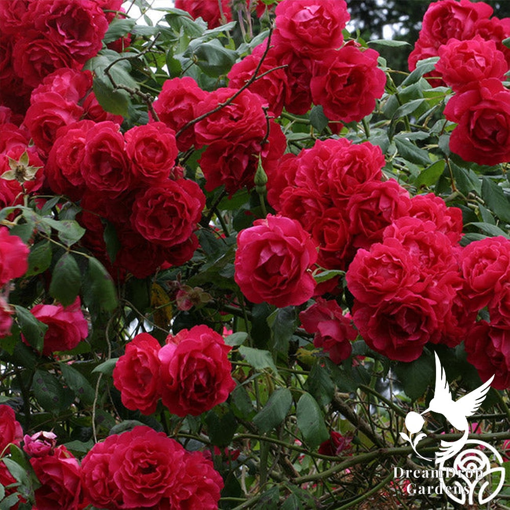 Rose - Blaze — DreamDrop Gardens photo 3